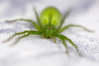 Micrommate de Ligurie. Une femelle (Araneae - Sparassidae - Micrommata ligurina)